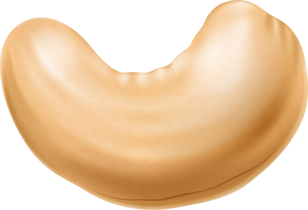 Cashew nut