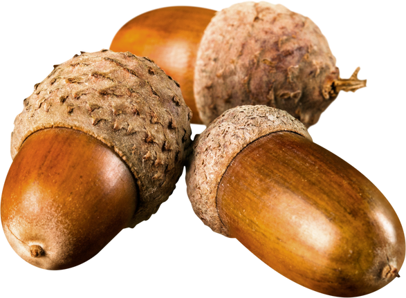 Brown Acorns  